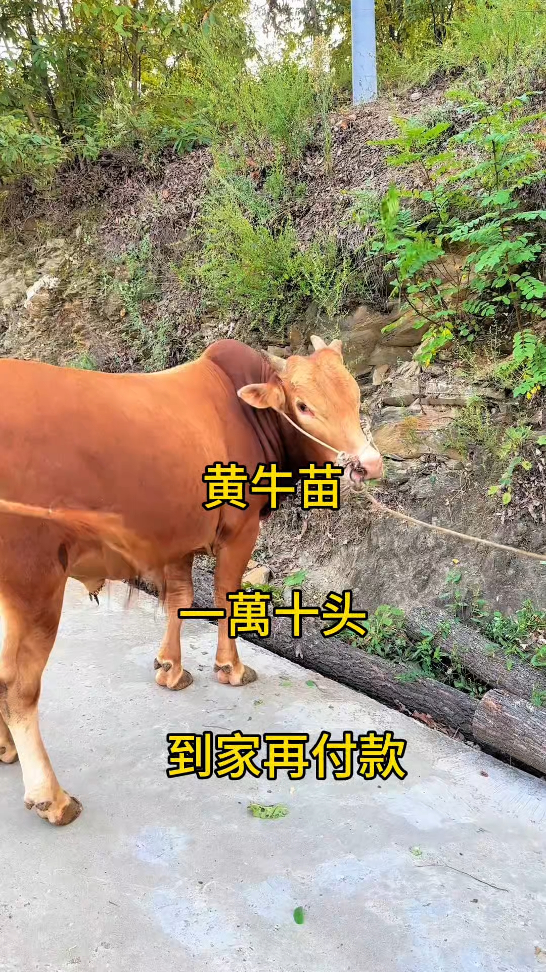 绍兴最新黄牛代办方法分析(最方便真实的绍兴黄牛代办网约车证方法)